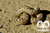 گونه کور مار تاتاری Tatar Sand Boa